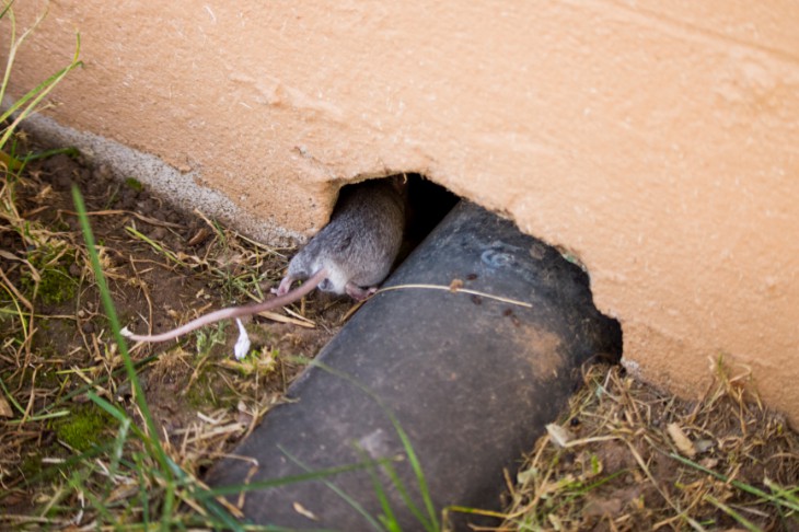Muizen zoeken altijd de warmte op Afbeelding